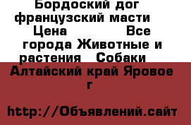 Бордоский дог ( французский масти)  › Цена ­ 50 000 - Все города Животные и растения » Собаки   . Алтайский край,Яровое г.